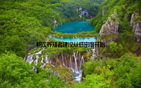 初次养殖者建议从低密度开始