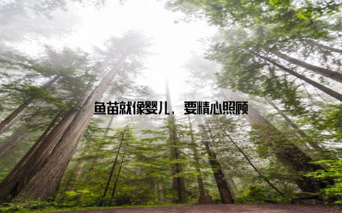 鱼苗就像婴儿, 要精心照顾