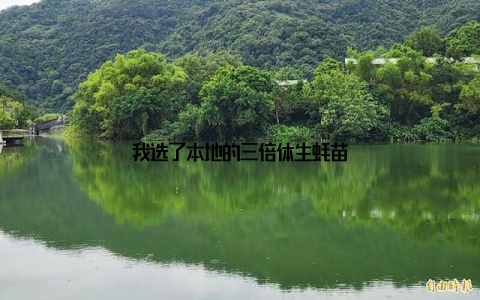 我选了本地的三倍体生蚝苗