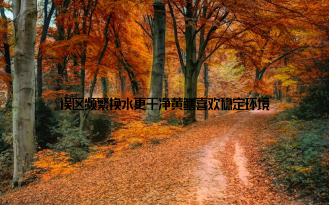 误区频繁换水更干净黄鳝喜欢稳定环境