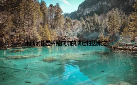 水质条件是养殖成功的决定性因素之一