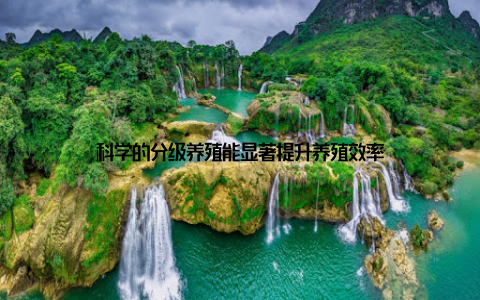 科学的分级养殖能显著提升养殖效率