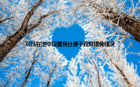 可以在池中设置食台便于观察摄食情况