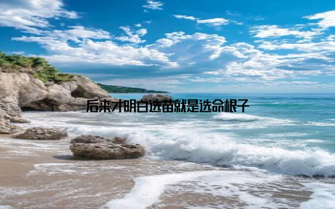 后来才明白选苗就是选命根子