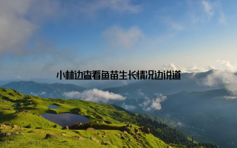 小林边查看鱼苗生长情况边说道