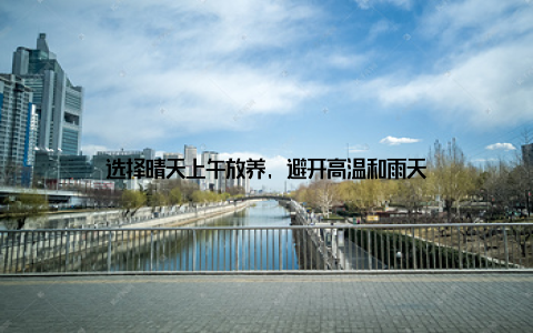 选择晴天上午放养, 避开高温和雨天