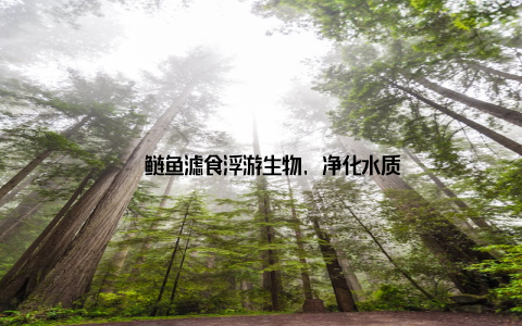 – 鲢鱼滤食浮游生物, 净化水质