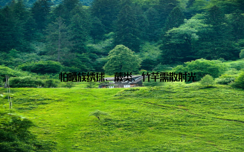 – 怕晒族绣球、蕨类、竹芋需散射光