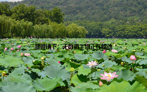 显微镜下, 无数微生物正在蠕动