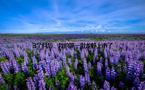 3个月后, 我的第一批龙虾上市了